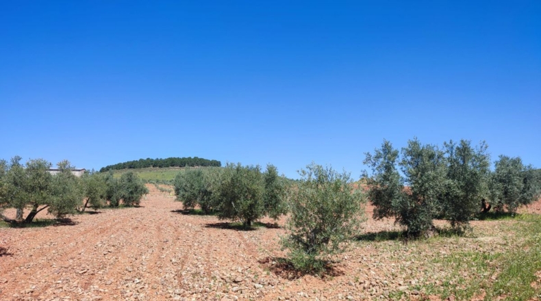 Ciudad Real - Valdepeñas - 7887m2