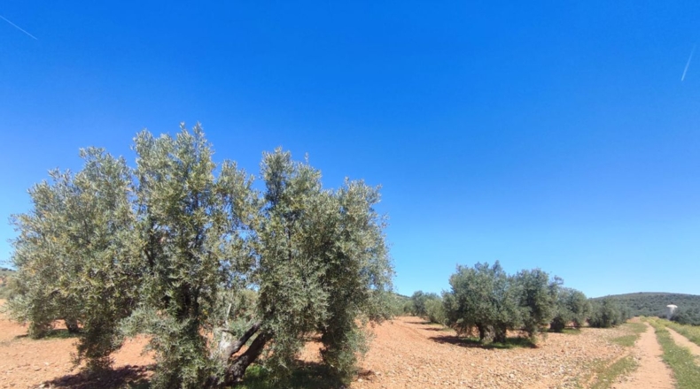 Ciudad Real - Valdepeñas - 7887m2