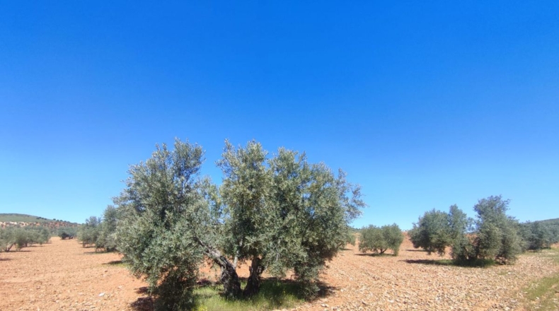 Ciudad Real - Valdepeñas - 7887m2