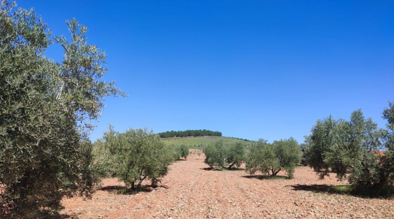Ciudad Real - Valdepeñas - 7887m2