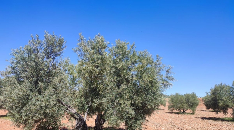 Ciudad Real - Valdepeñas - 7887m2