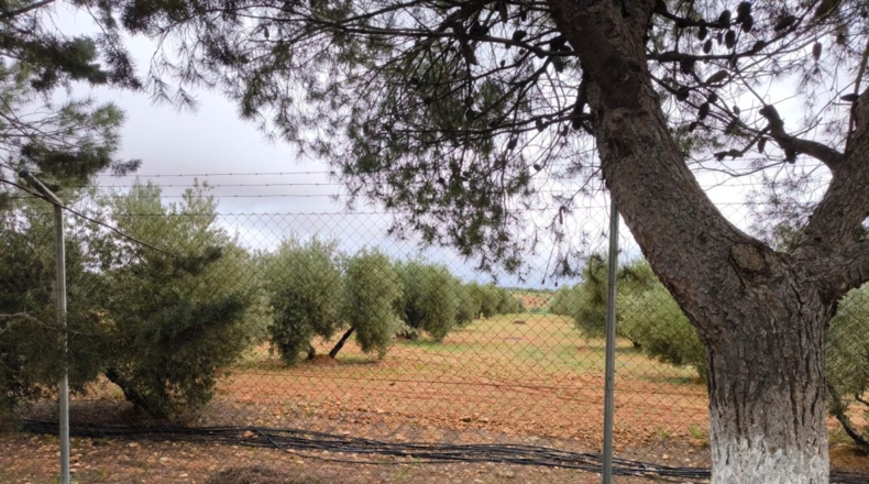 Ciudad Real - Cózar - 19300m2