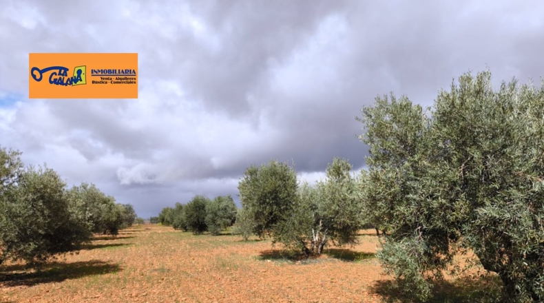 Ciudad Real - Cózar - 19300m2