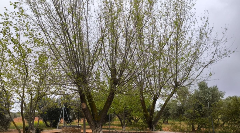Ciudad Real - Cózar - 19300m2