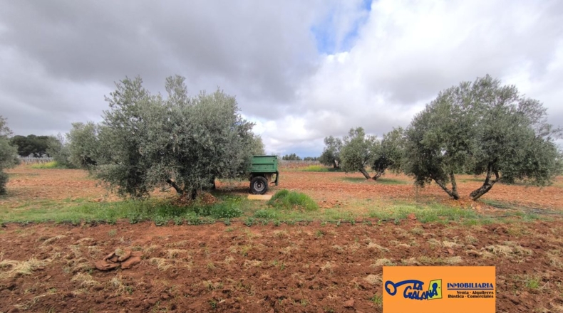Ciudad Real - Cózar - 19300m2