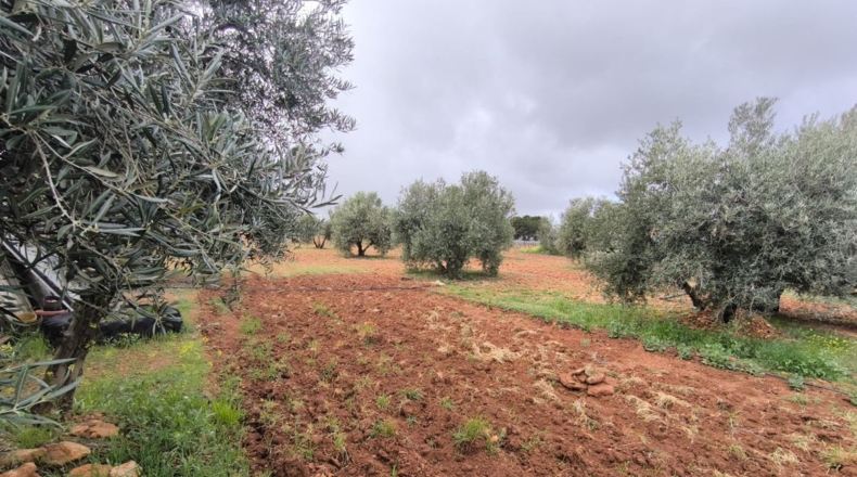 Ciudad Real - Cózar - 19300m2