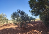 Finca rústica en venda a Valdepeñas ref.: TR108623 foto