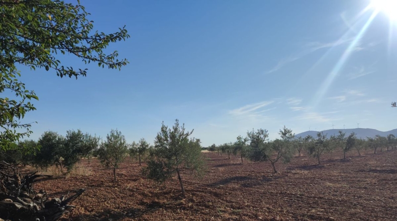 Ciudad Real - Valdepeñas - 16032m2