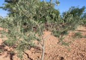 Finca rústica en venda a Valdepeñas ref.: TR108623 foto