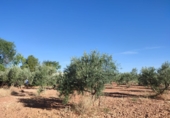 Finca rústica en venda a Valdepeñas ref.: TR108623 foto