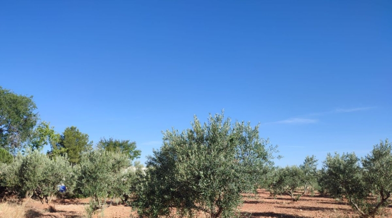 Ciudad Real - Valdepeñas - 16032m2