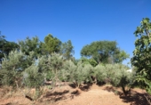 Finca rústica en venda a Valdepeñas ref.: TR108623 foto