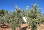 Finca rústica en venda a Valdepeñas ref.: TR108623 foto