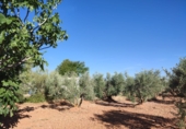 Finca rústica en venda a Valdepeñas ref.: TR108623 foto