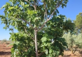 Finca rústica en venda a Valdepeñas ref.: TR108623 foto