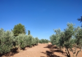 Finca rústica en venda a Valdepeñas ref.: TR108623 foto