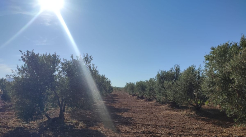 Ciudad Real - Valdepeñas - 16032m2