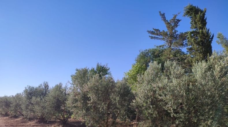 Ciudad Real - Valdepeñas - 16032m2