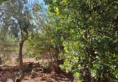 Xalet independent amb terreny en venda a Valdepeñas ref.: TR186535 foto