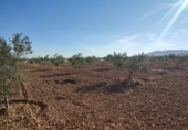 Xalet independent amb terreny en venda a Valdepeñas ref.: TR186535 foto
