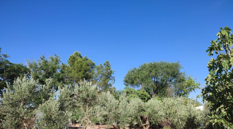 Ciudad Real - Cózar - 16032m2