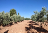 Xalet independent amb terreny en venda a Valdepeñas ref.: TR186535 foto
