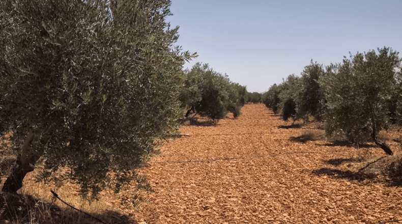 Ciudad Real - Valdepeñas - 119412m2