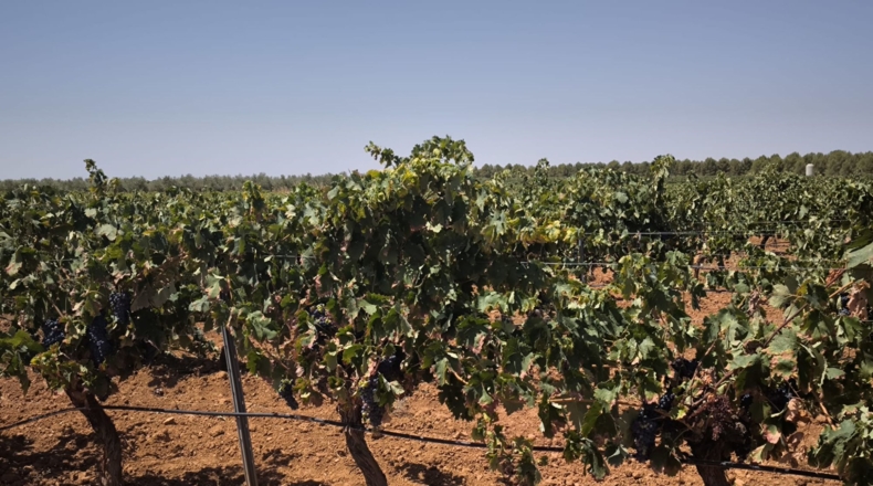 Ciudad Real - Valdepeñas - 119412m2