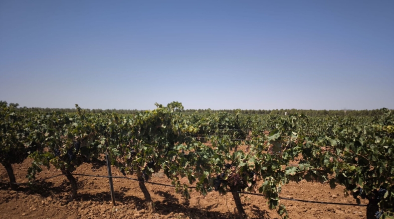 Ciudad Real - Valdepeñas - 119412m2
