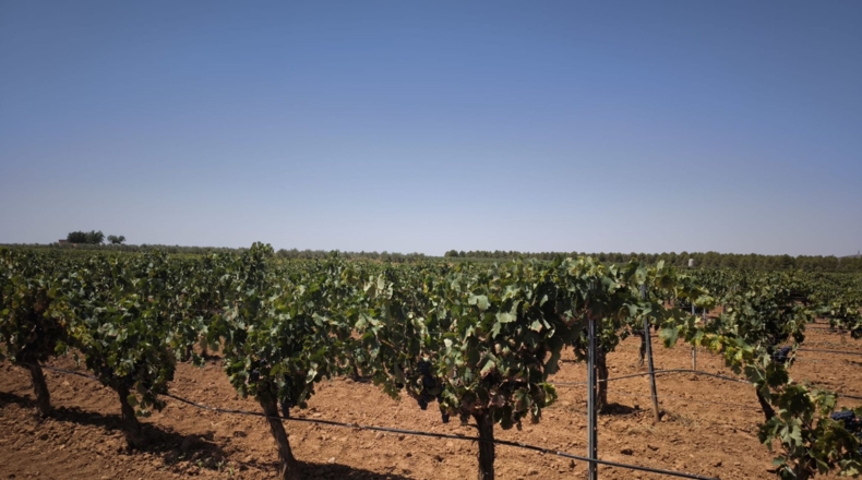 Ciudad Real - Valdepeñas - 119412m2