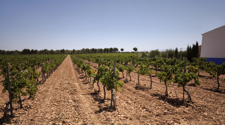 Ciudad Real - Valdepeñas - 119412m2