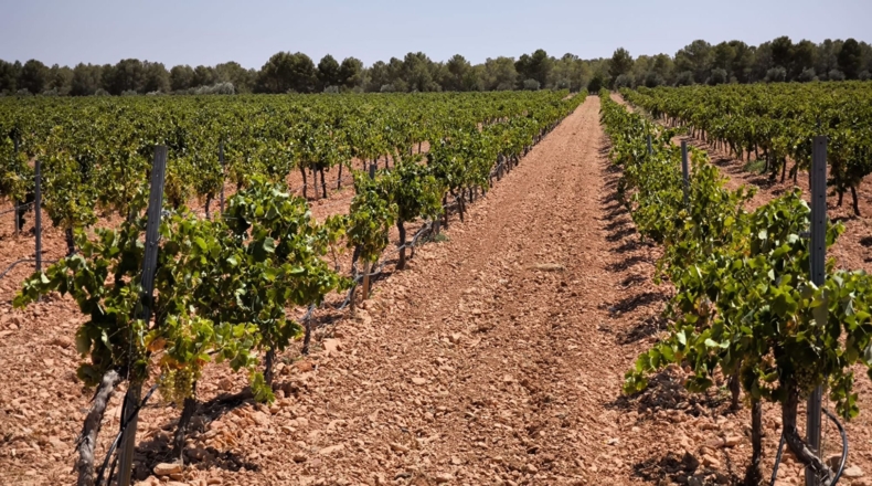 Ciudad Real - Valdepeñas - 119412m2