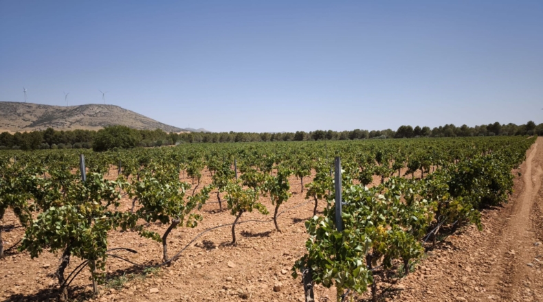 Ciudad Real - Valdepeñas - 119412m2