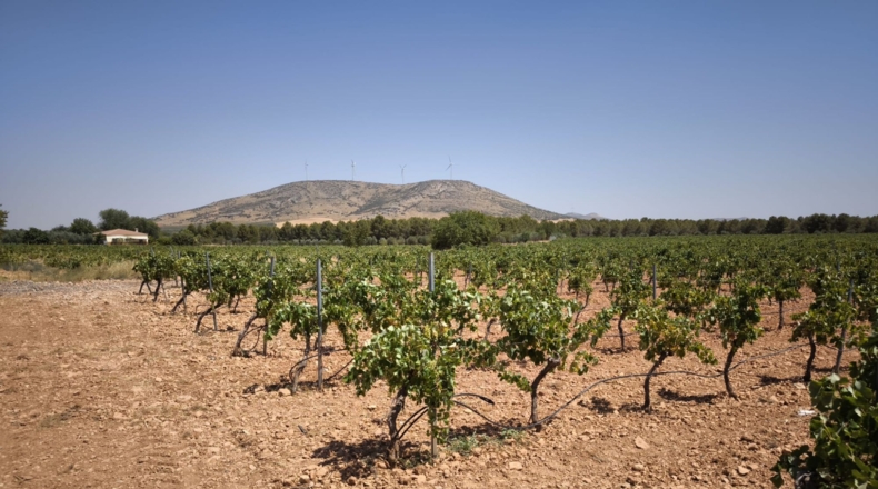 Ciudad Real - Valdepeñas - 119412m2
