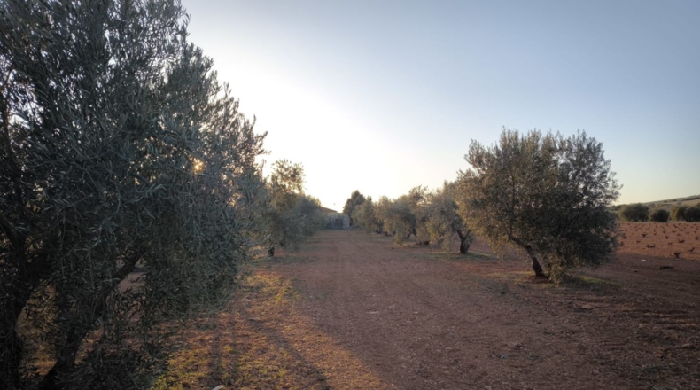 Ciudad Real - Valdepeñas - 8222m2