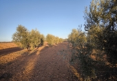 Casa de camp amb terreny en venda a Valdepeñas ref.: TR285068 foto