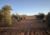 Casa de camp amb terreny en venda a Valdepeñas ref.: TR285068 foto