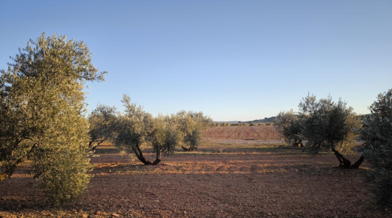 Ciudad Real - Valdepeñas - 8222m2