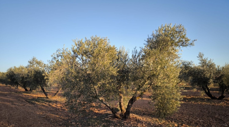 Ciudad Real - Valdepeñas - 8222m2