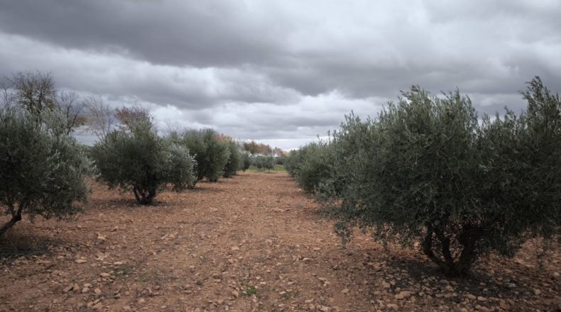 Ciudad Real - Valdepeñas - 4759m2