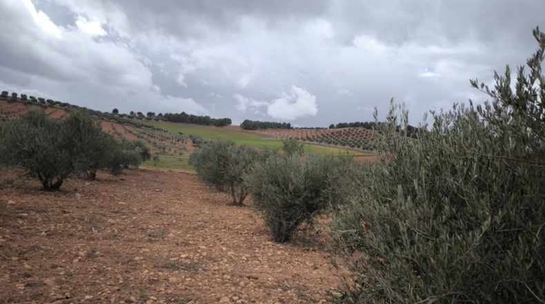 Ciudad Real - Valdepeñas - 4759m2