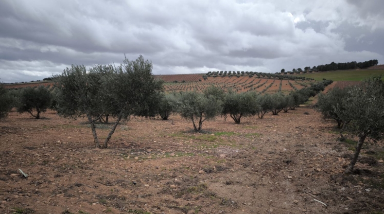 Ciudad Real - Valdepeñas - 4759m2