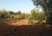 Casa de camp amb terreny en venda a Valdepeñas ref.: TR252511 foto