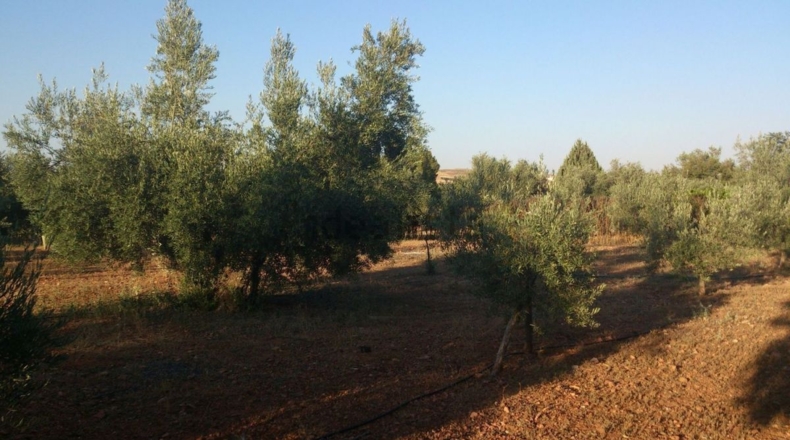 Ciudad Real - Valdepeñas - 5318m2