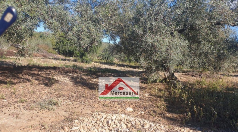 Tarragona - Alcanar - 5635m2