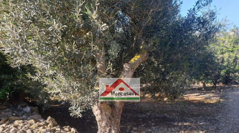 Tarragona - Alcanar - 5635m2