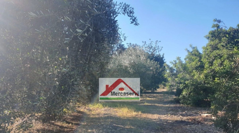 Tarragona - Alcanar - 5635m2