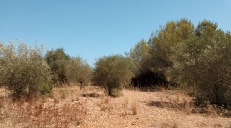 Castellón - Peñíscola - 4293m2