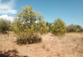 Sòl urbà en venda a la España, Peníscola, ref.: TR98565 foto