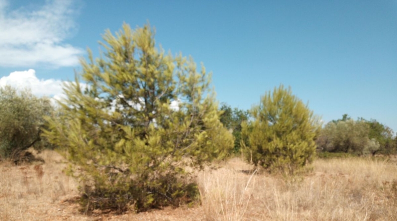 Castellón - Peñíscola - 4293m2